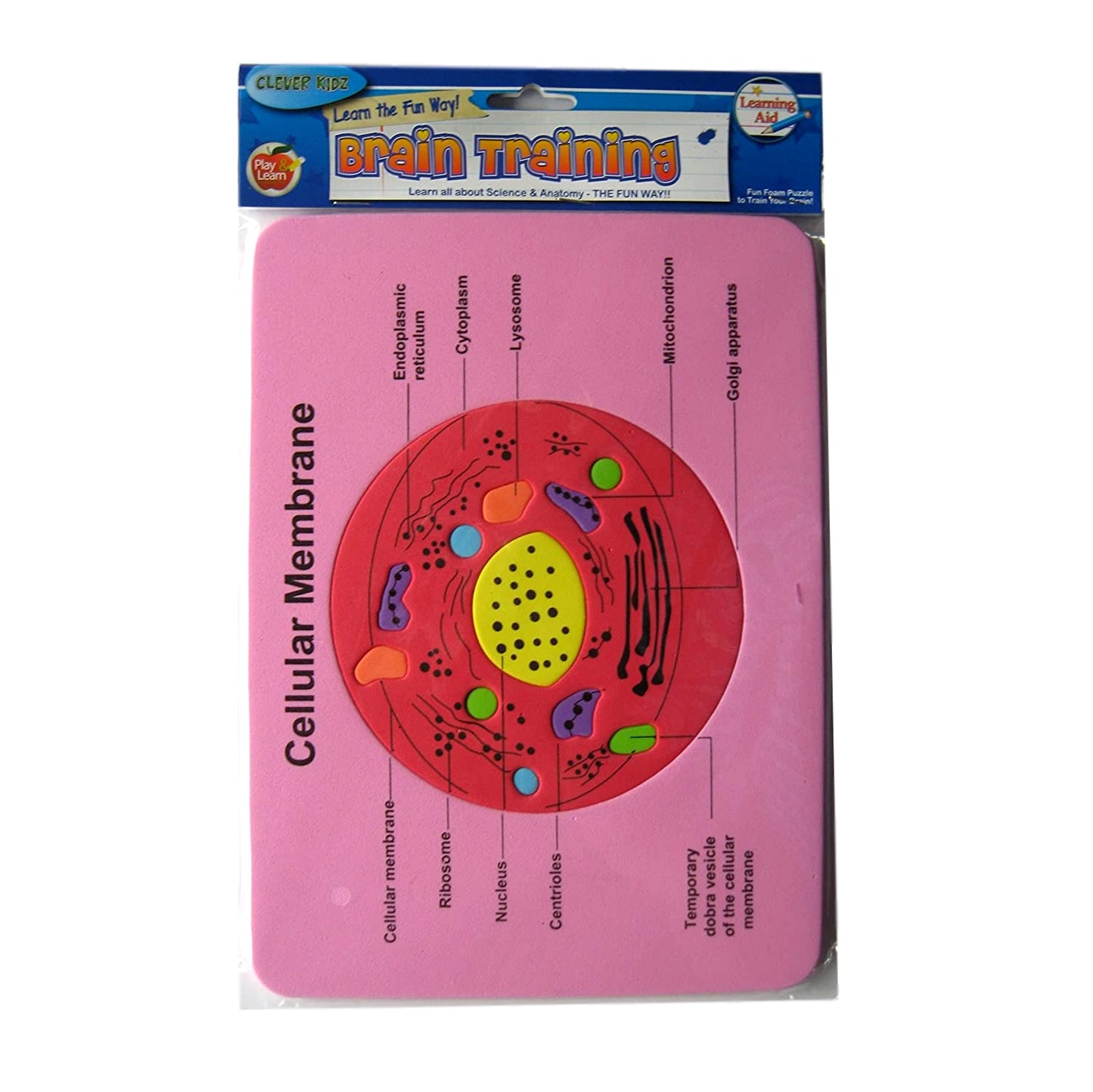 Brain Training Foam Puzzle of Cellular Membrane by Clever Kidz