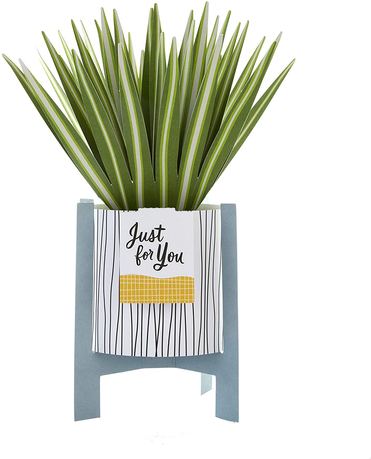 Contemporary Spider Plant Design Pop Up Card