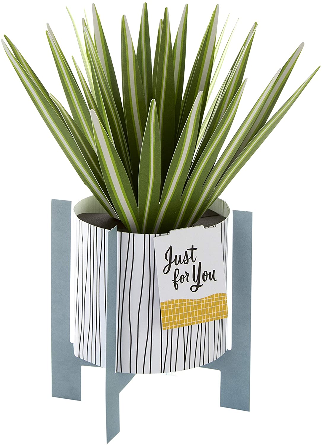 Contemporary Spider Plant Design Pop Up Card