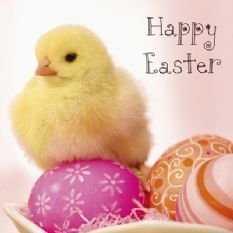 Pack of 5 Happy Easter Yellow Chick & Eggs Greeting Card